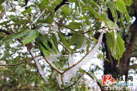 天門四月天 春雪云海齊露臉