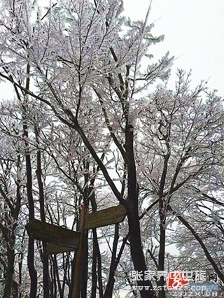 張家界：天門四月天 春雪云海齊露臉